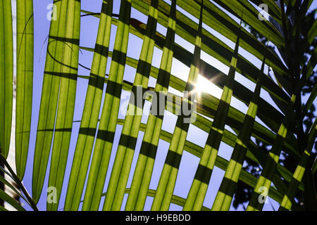 La lumière du soleil faire éclater entre les feuilles des plantes dans la journée ensoleillée. Banque D'Images