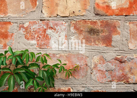 Mur de briques avec vintage floral frame naturel. La vigne sauvage sur le mur d'un bâtiment ancien. La texture, le motif, l'arrière-plan, de l'automne. Automne doré. Banque D'Images