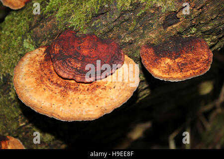 Support Daedaleopsis confragosa rougissant Banque D'Images