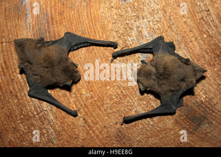 Pipistrelle commune Pipistrellus pipistrellus Bat Banque D'Images