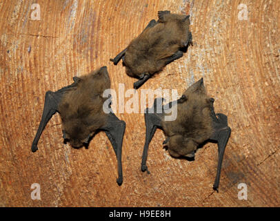 Pipistrelle commune Pipistrellus pipistrellus Bat Banque D'Images