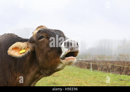 Vache brune humide en mugissement champ vert un jour de pluie Banque D'Images