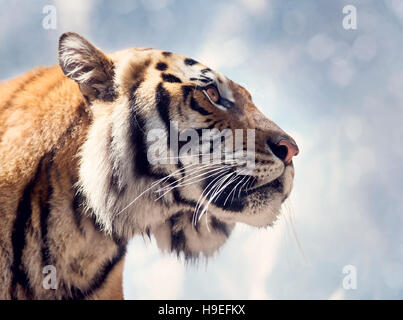 Portrait tigre du Bengale contre un ciel Banque D'Images