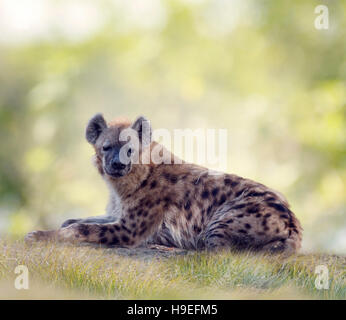 L'hyène tachetée se reposant dans les herbages Banque D'Images