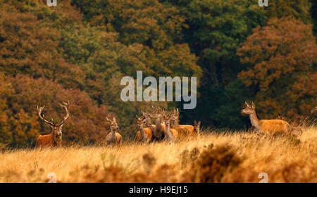 Troupeau de Red Deer sur pendant le rut d'Exmoor avec de magnifiques cerfs rouges qui luttent pour la suprématie de s'accoupler avec les femelles ou Hinds. Banque D'Images