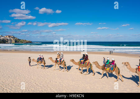 Les touristes chameaux à Bondi Beach, Sydney Banque D'Images