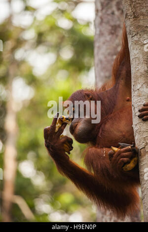 Les orangs-outans sont les deux espèces asiatiques exclusivement des grands singes. Originaire d'Indonésie et Malaisie, les orangs-outans sont actuellement trouvés uniquement dans les ra Banque D'Images