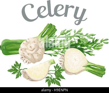 Le céleri. Vector illustration réalisée dans un style réaliste, isolé sur fond blanc. Illustration de Vecteur