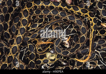 Daboia russelii. Le Viper de Russell. Ces jeunes vipères est né en captivité. Venimeux. Le Maharashtra, Inde. Banque D'Images