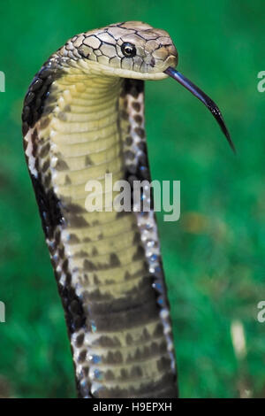 Ophiophagus hannah. King Cobra prêt à l'attaque. Venimeux. Spécimen captif de l'Orissa. Katraj Snake Park, Pune, Maharashtra, Inde. Banque D'Images