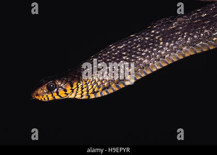 Coluber Mucosus. En situation d'alerte, la Dhaman/rat serpent va gonfler son forebody. Les non venimeux. Le Maharashtra, Inde. Banque D'Images