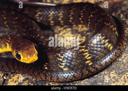 Coluber Mucosus. Dhaman/rat serpent. Les non venimeux. Sanctuaire Bhimashankar, Maharashtra, Inde. Banque D'Images