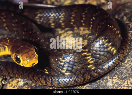 Coluber Mucosus. Dhaman/rat serpent. Les non venimeux. Sanctuaire Bhimashankar, Maharashtra, Inde. Banque D'Images
