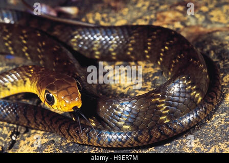 Coluber Mucosus. Dhaman/rat serpent. Les non venimeux. Sanctuaire Bhimashankar, Maharashtra, Inde. Banque D'Images