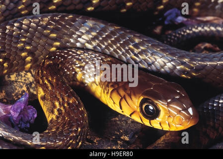 Coluber Mucosus. Dhaman/rat serpent. Les non venimeux. Sanctuaire Bhimashankar, Maharashtra, Inde. Banque D'Images