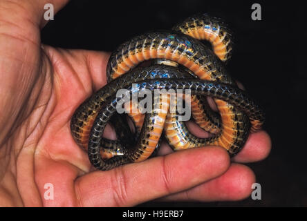 L'Keelback Venning. Les non venimeux. Rarement disponible. L'une des rares images de l'espèce dans l'existance. L'Arunachal Pradesh, Inde. Banque D'Images