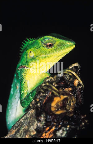 La Forêt verte, lézard Calotes calotes Arunachal Pradesh, Inde. Banque D'Images