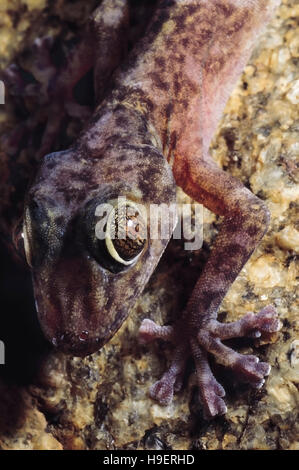 Calodactylodes Aureus. GOLDEN GECKO. Les espèces en voie de disparition. L'Inde. De rares Banque D'Images