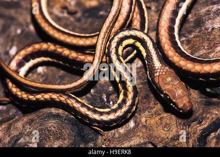 Dendrelaphis tristis. Indien commun Bronzeback. Les non venimeux. Katraj Snake Park, parc, Maharashtra, Inde. Banque D'Images