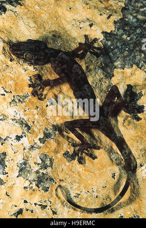 Calodactylodes Aureus. GOLDEN GECKO. Les espèces en voie de disparition. L'Inde. Formulaire de muer rare Banque D'Images