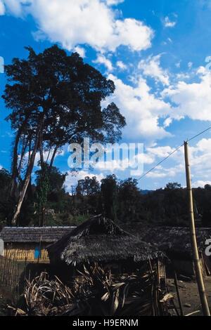 Strangler fig. Les esprits des défunts les humains sont censés résider dans strangler fig, d'où ils ne sont pas abattus. L'Arunachal Pradesh, Inde. Banque D'Images