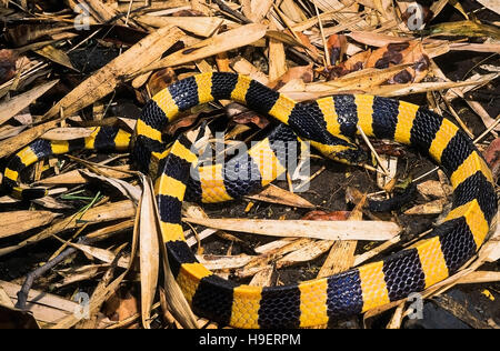 Bungarus fasciatus Banded krait. Venimeux. FULL BODY. Photographie d'une personne de l'Orissa, en Inde. Banque D'Images