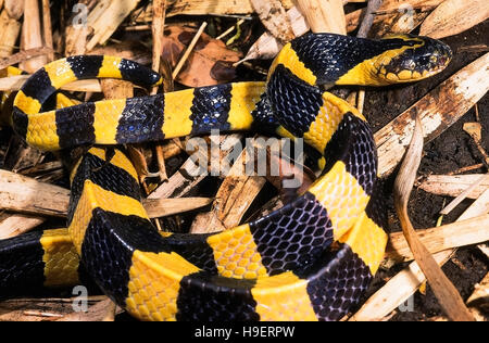 Bungarus fasciatus Banded krait. Venimeux. Détail - tête et queue. Photographie d'une personne de l'Orissa, en Inde. Banque D'Images