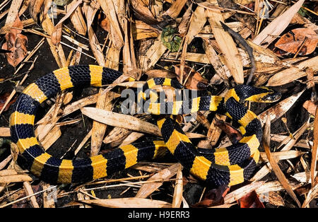 Bungarus fasciatus Banded krait. Venimeux. FULL BODY. Photographie d'une personne de l'Orissa, en Inde. Banque D'Images