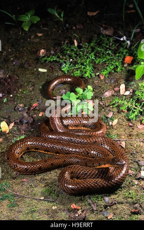 Rhabdops olivaceus FORÊT OLIVE SERPENT. Les non venimeux. Extrêmement rare. Endémique de l'Inde, connu de quelques localités dans le Kerala et de Maharashtra. Banque D'Images