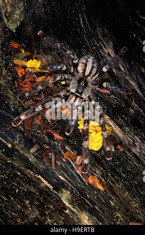 Poecilotheria regalis YELLOW-THIGHED araignée. La verticale. Cette mygalopmorph araignée est souvent appelé une tarentule, araignée d'oiseaux ou le chat araignée. Banque D'Images