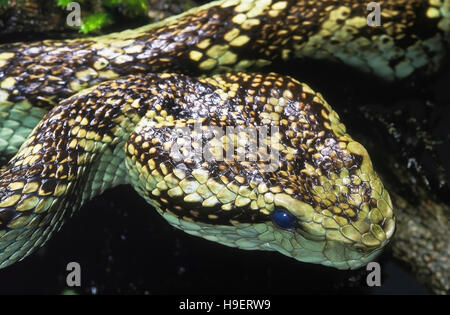 Trimeresurus malabaricus PIT VIPER de Malabar. Venimeux. Partie latérale dorso-- tête de vert jade essentiellement individuel. Photographié à Amboli, Maha Banque D'Images