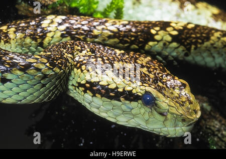 Trimeresurus malabaricus PIT VIPER de Malabar. Venimeux. Aspect latéral - tête de vert jade essentiellement individuel. Photographié à Amboli, Maharashtr Banque D'Images