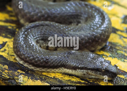 Cerberus rhynchops DOG-faced serpent d'eau. Vue de droite de la tête. Scalation montre. Photographié près de Mumbai (Bombay), Maharashtra, Inde. Banque D'Images
