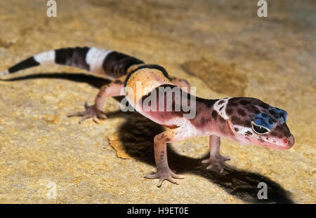 Les Indiens de l'Ouest gecko léopard Eublepharis fuscus de mineurs près de Jejuri, Maharashtra, Inde. Gommage à sec et habite des zones rocheuses. Banque D'Images