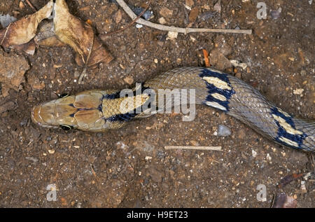 Coelognathus helena SNAKE BIJOU montagnarde. monticollaris La tête. Spécimen de Amboli, Maharashtra, Inde. Banque D'Images