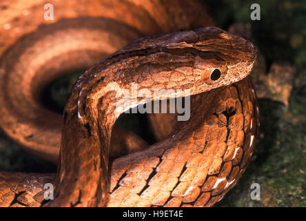 Psammodynastes pulverulentus VIPER MAQUETTE Close up de la tête et du cou. Des profils de district Changlang, de l'Arunachal Pradesh, Inde. Banque D'Images