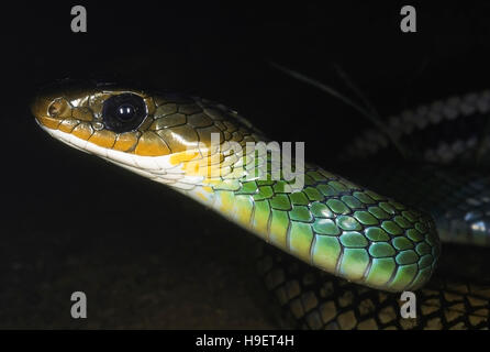 Rat, serpent vert ptyas, coluber nigromarginatus. close up de la tête et du cou. des profils de district changlang, de l'Arunachal Pradesh, Inde. Banque D'Images
