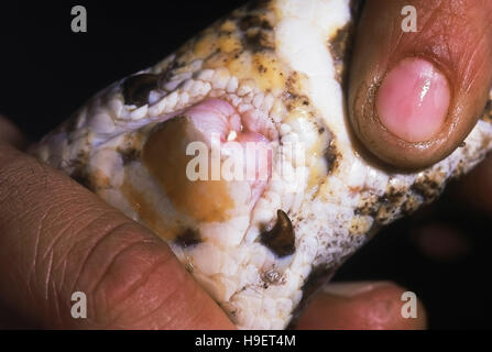 Indian rock Python Python molurus molurus vent des femmes stimule non venimeux, rare. Banque D'Images