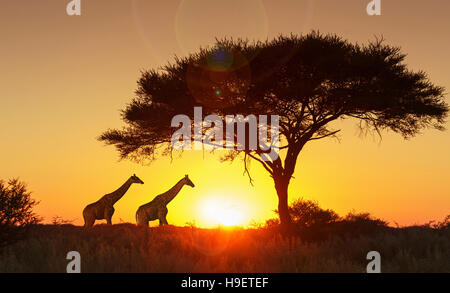 Les Girafes en vertu de l'arbre au coucher du soleil dans le parc national d'Etosha, Namibie Banque D'Images