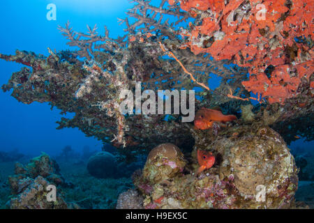 Deux Blacktip mérous (Epinephelus fasciatus) sous une table (coraux Acropora) Banque D'Images