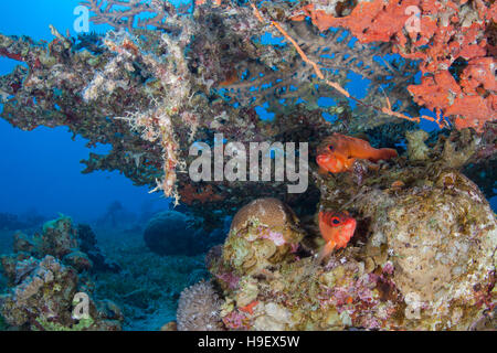 Deux Blacktip mérous (Epinephelus fasciatus) sous une table (coraux Acropora) Banque D'Images