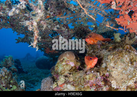 Deux Blacktip mérous (Epinephelus fasciatus) sous une table (coraux Acropora) Banque D'Images