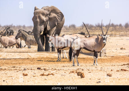 Les zèbres éléphants oryxs Banque D'Images
