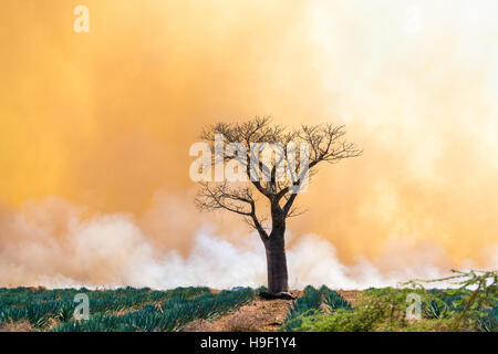 La fumée des incendies terre clearning créant une belle lueur orange dans le ciel Banque D'Images