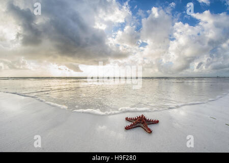 Les étoiles de mer sur les rives de l'Océan Indien à Mombasa, Kenya Banque D'Images