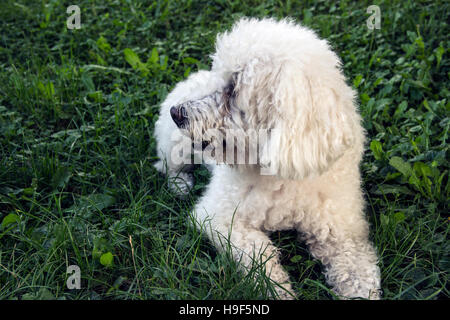 Portrait de caniche blanc couché dans l'herbe Banque D'Images