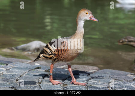 Empanaché (Dendrocygna eytoni), aussi connu sous le sifflet naturel canard. Banque D'Images