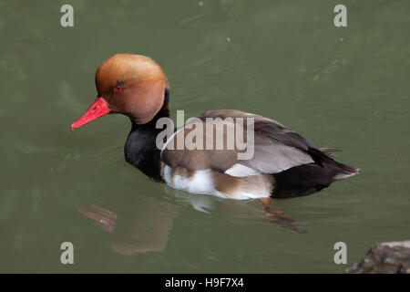 Nette rousse (Netta rufina). Des animaux de la faune. Banque D'Images