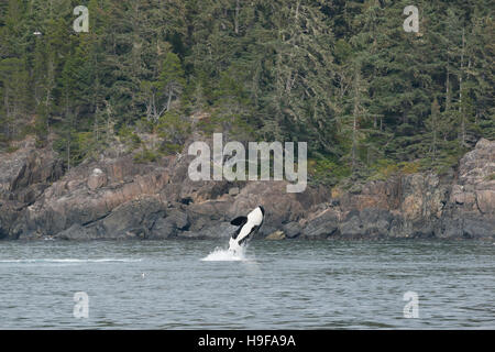 Orca, ou résidents du sud, de l'Épaulard Orcinus orca, violer, l'île de Vancouver, Colombie-Britannique, Canada Banque D'Images