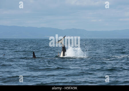 Orca résidents du sud, et les épaulards, Orcinus orca, queue de lancer ou jeter le pédoncule, au large du sud de l'île de Vancouver, BC, Canada Banque D'Images
